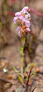 Image of Disa tenella subsp. tenella