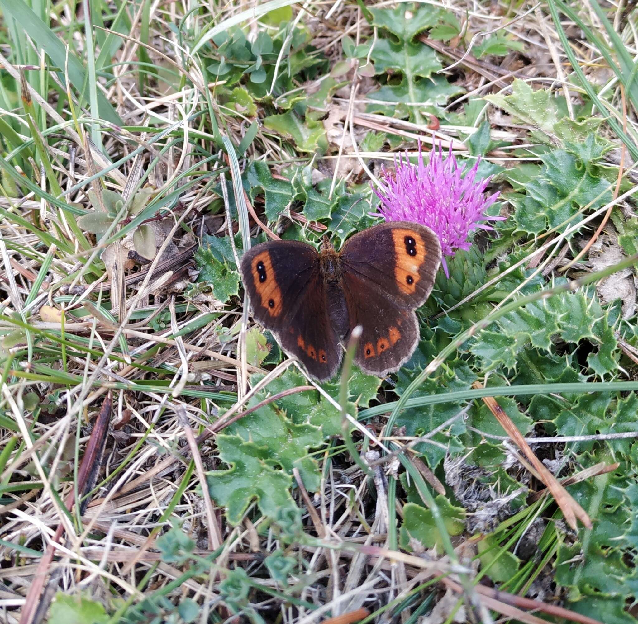 Image of Autumn Ringlet