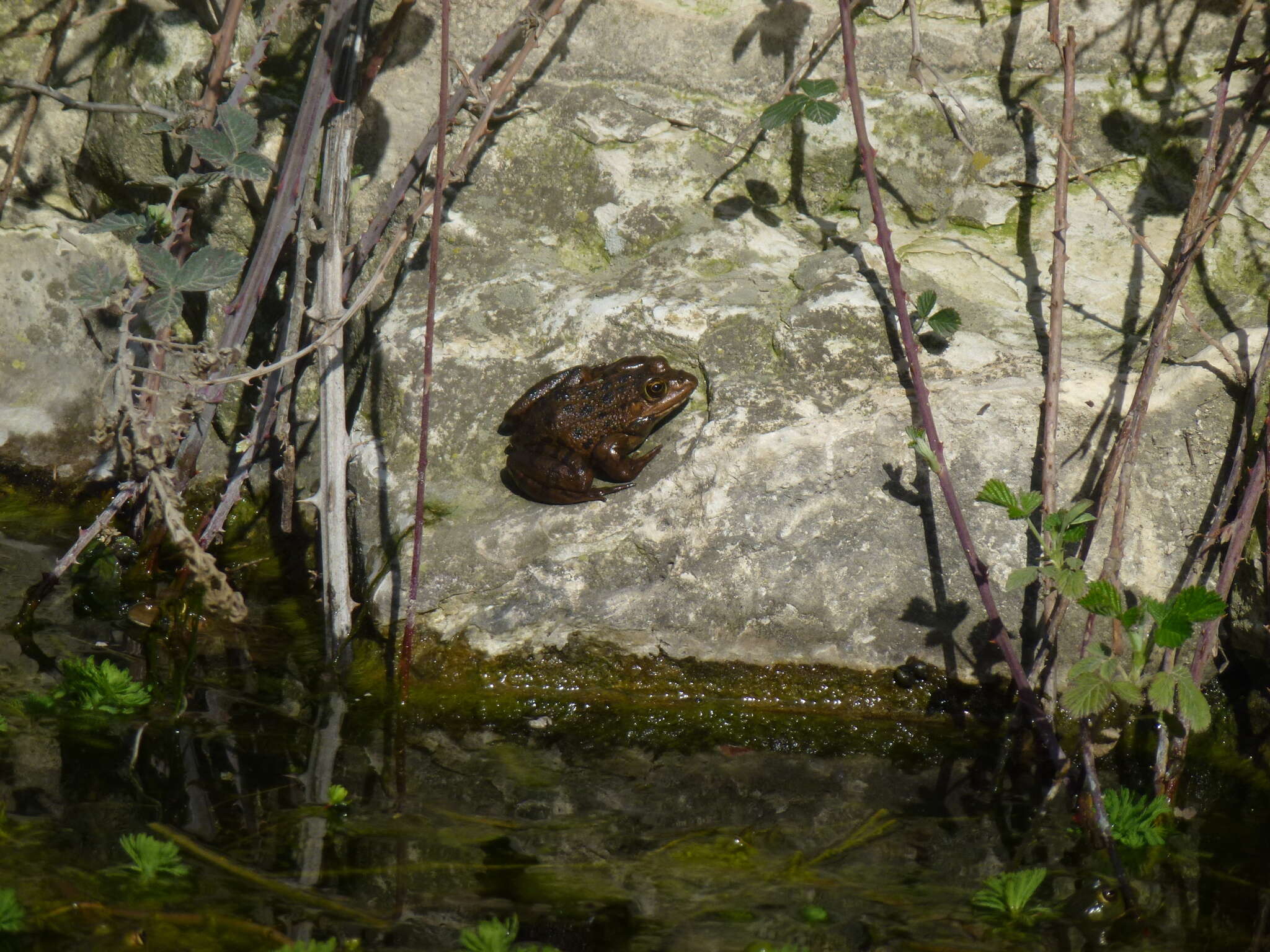 Image de Pelophylax bedriagae (Camerano 1882)