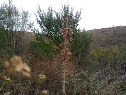 Image of Foxtail lily