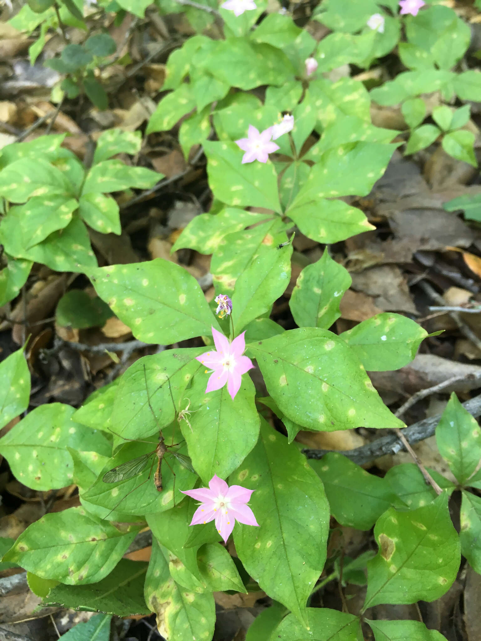 Image of Western Starflower