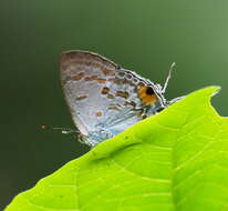 Слика од Hypolycaena sipylus Felder 1860