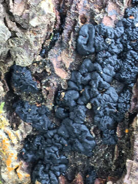 Image of Black Witches' Butter