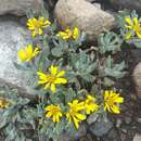 Image of Senecio procumbens Kunth