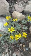 Image of Senecio procumbens Kunth