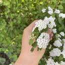 Слика од Spiraea dasyantha Bunge