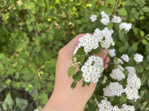 Spiraea dasyantha Bunge resmi