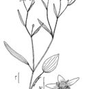 Image of Mississippi buttercup