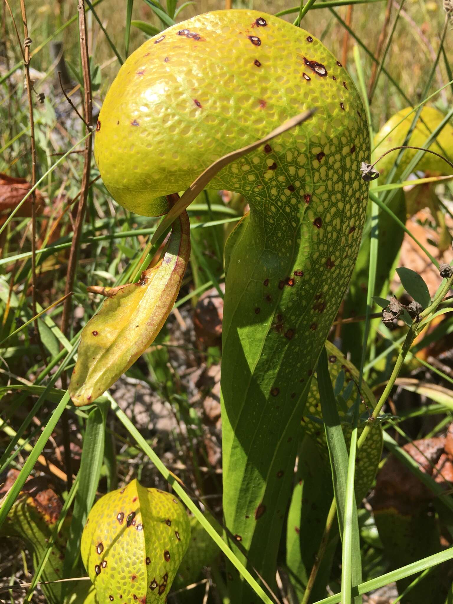 Image of California Pitcher Plant