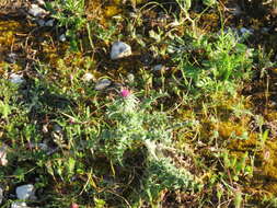 Image of Lysimachia arvensis subsp. parviflora (Hoffmanns. & Link) Peruzzi