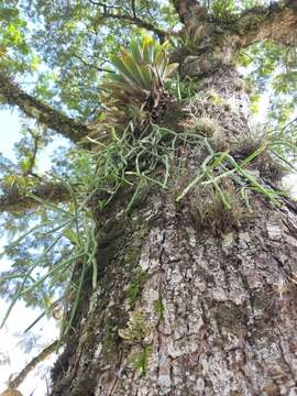 Image of Rhipsalis trigona Pfeiff.