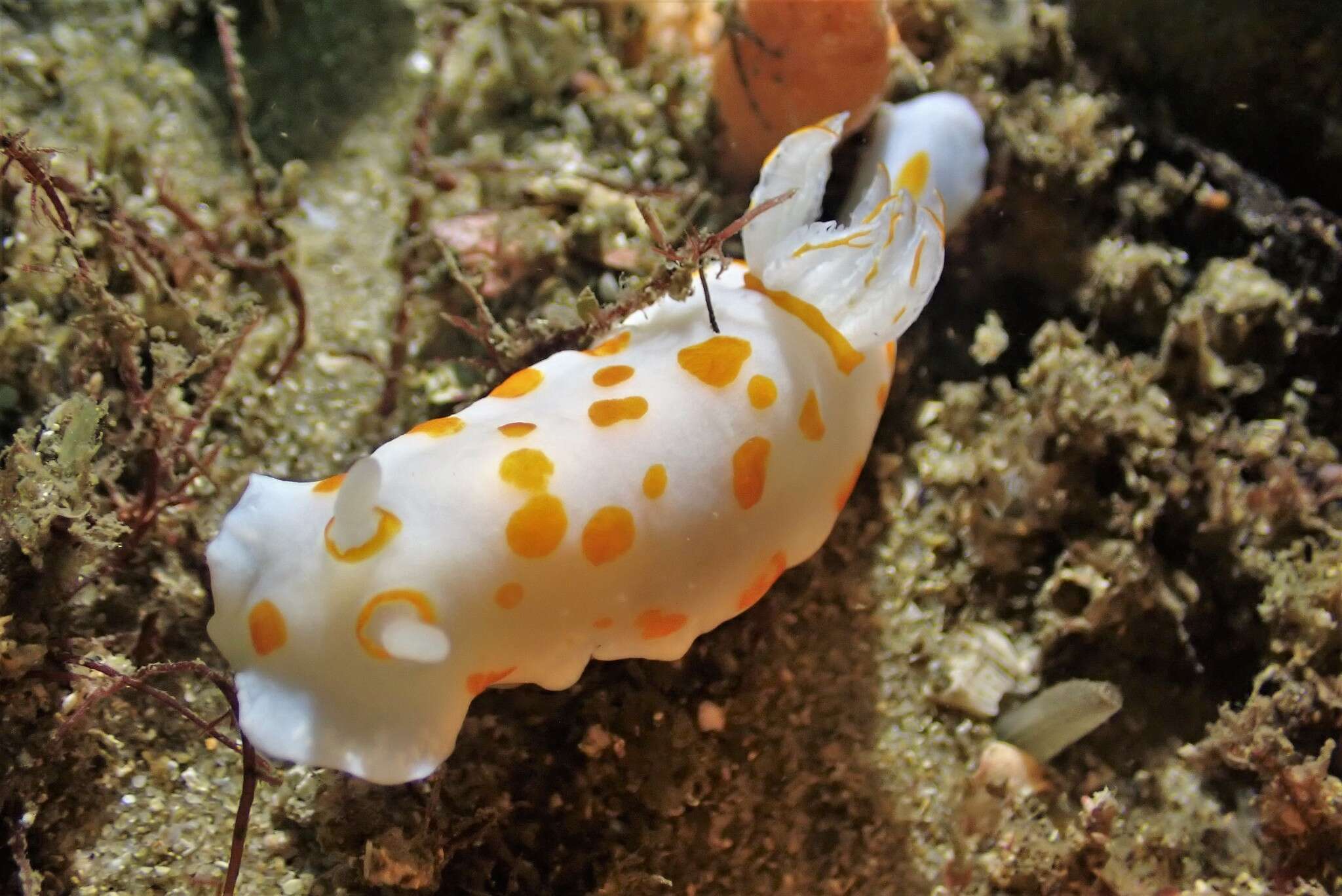 Image of Goniobranchus tasmaniensis (Bergh 1905)