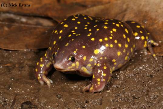 Image of Spotted Burrowing Frog