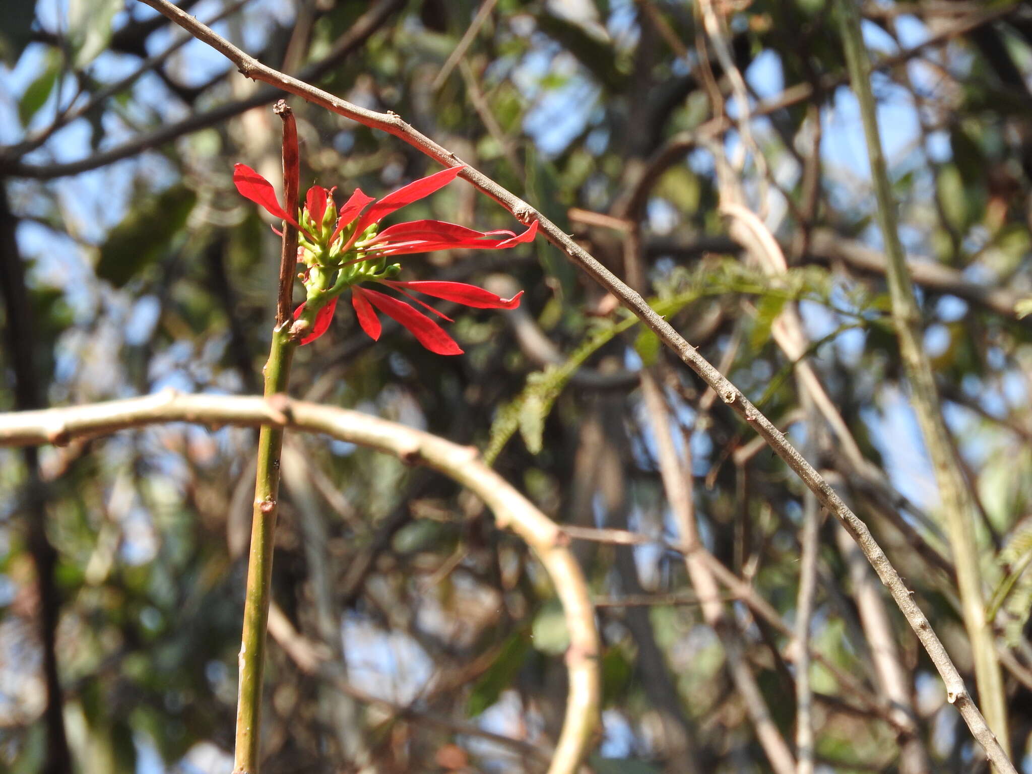 Image of poinsettia