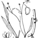 Image of waterplantain spearwort