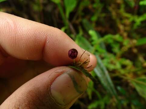 Image of Pleurothallis ruscaria Luer