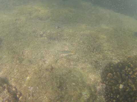 Image of Wounded wrasse