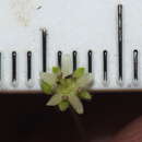 Image of Dichondra brevifolia J. Buch.