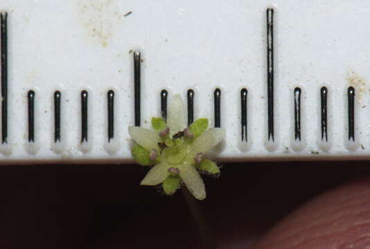 Imagem de Dichondra brevifolia J. Buch.