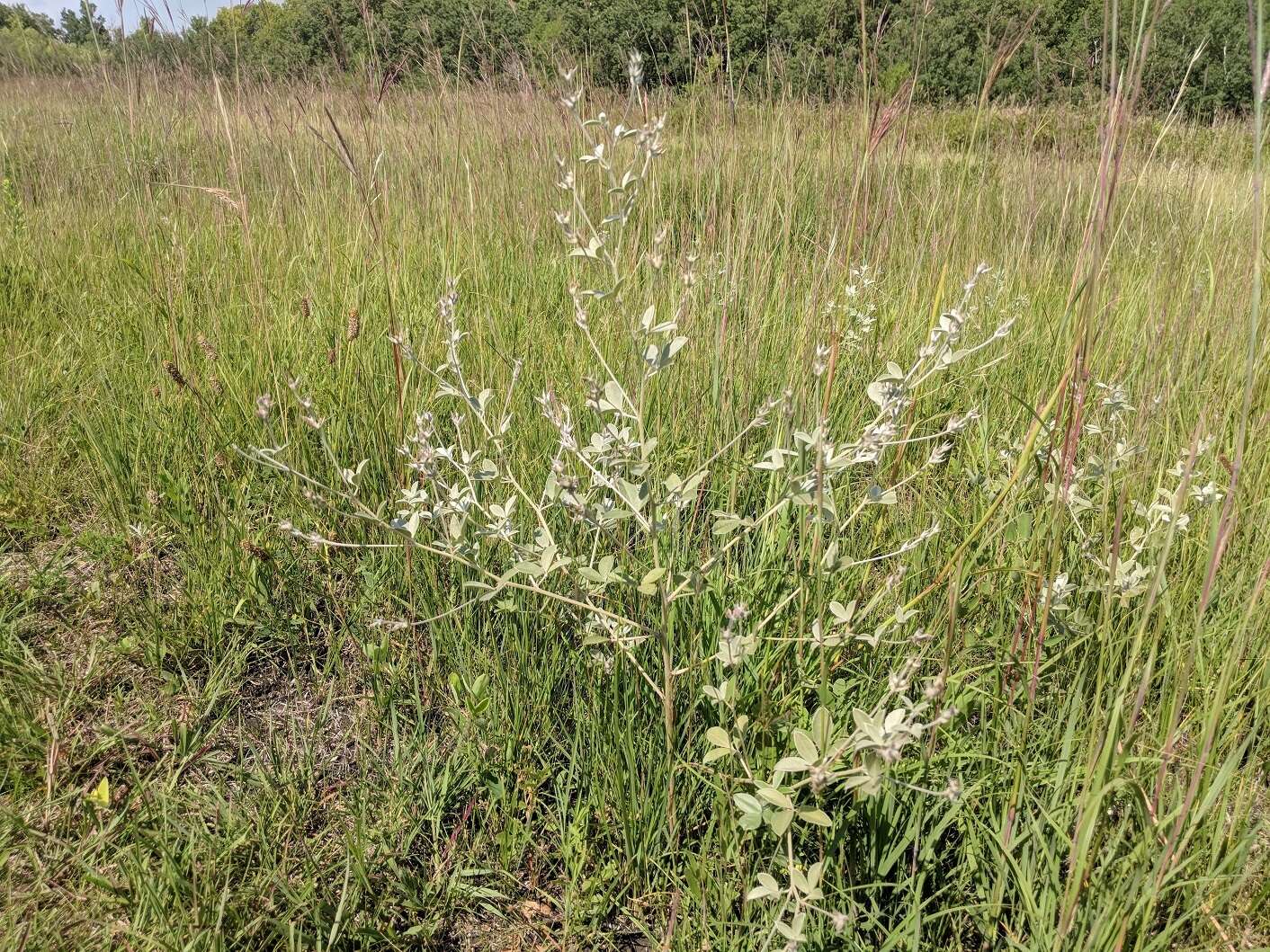 Plancia ëd Psoralea argophylla Pursh