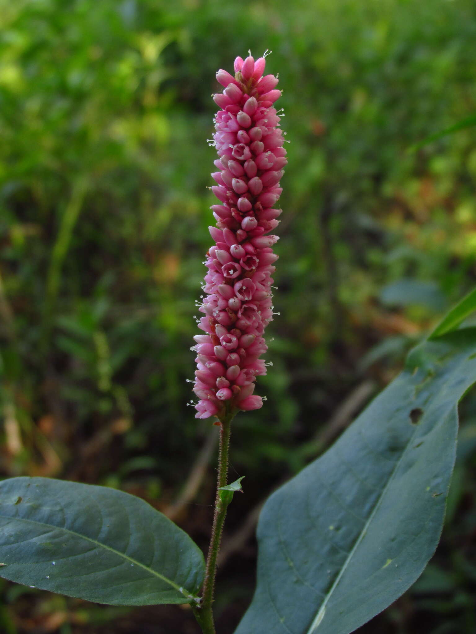 Sivun Persicaria amphibia var. emersa (Michx.) J. C. Hickman kuva