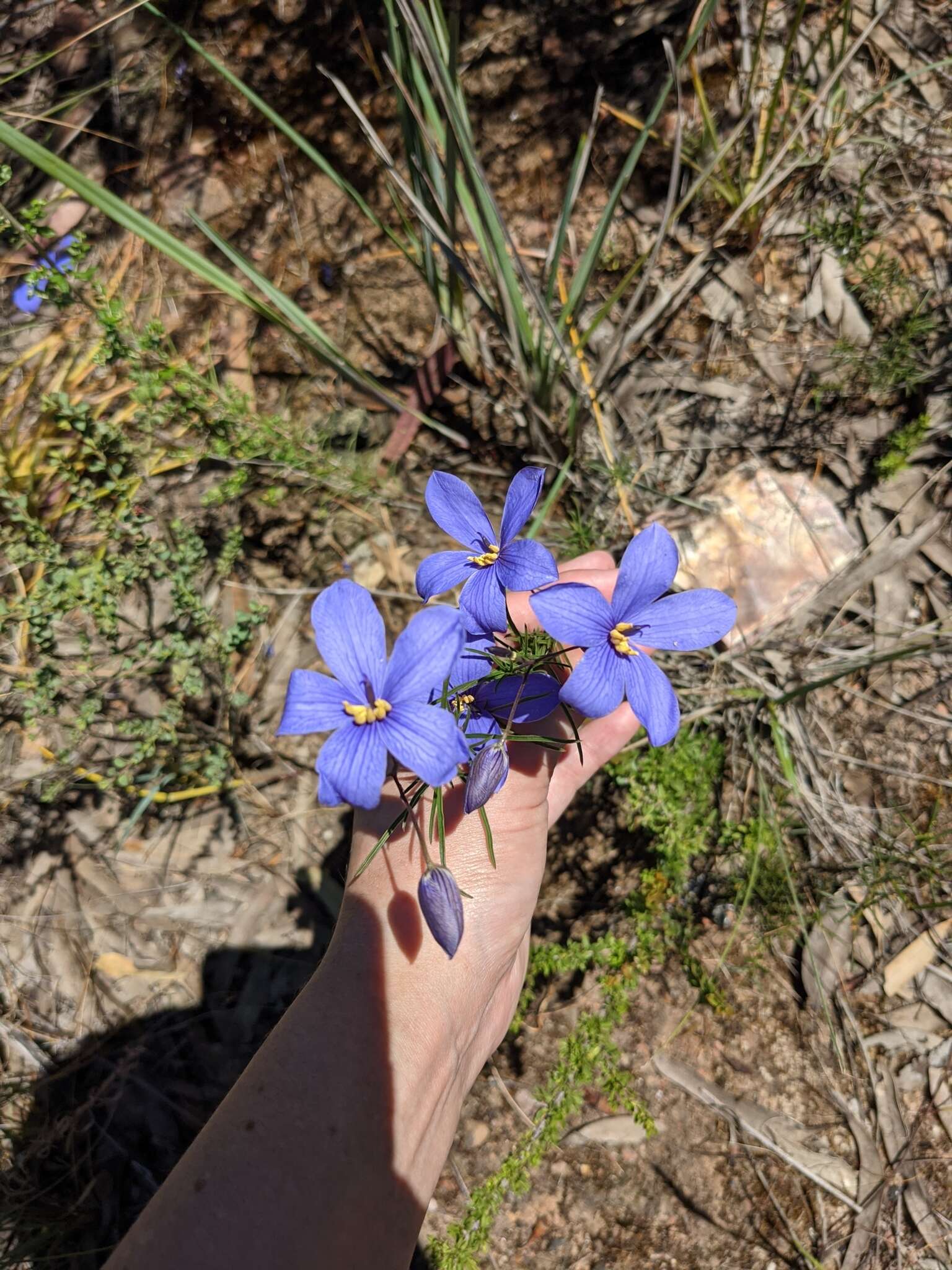 Image de Cheiranthera linearis A. Cunn.