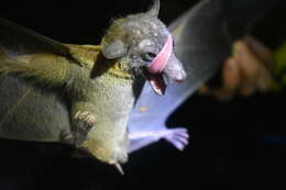 Image of lesser dawn bat