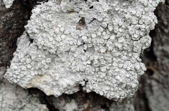 Image of pore lichen