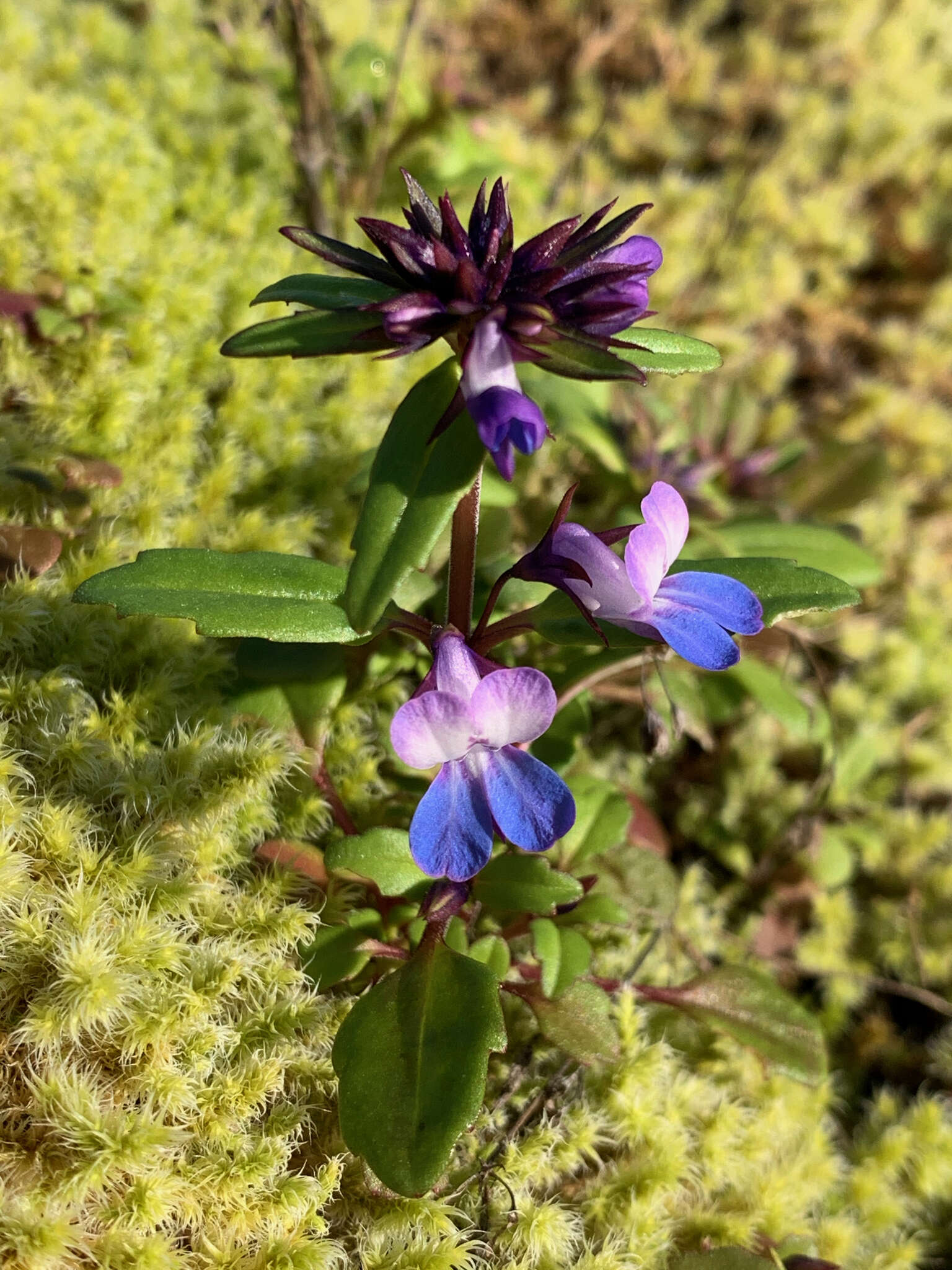 Sivun Collinsia grandiflora Dougl. ex Lindl. kuva