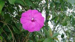 Image of Ipomoea dumosa (Benth.) L. O. Wms.