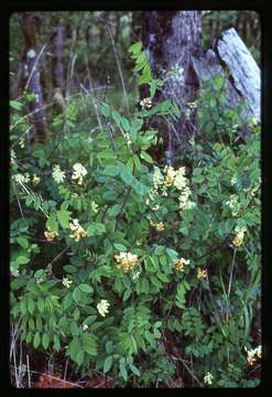 Слика од Lathyrus holochlorus (Piper) C. L. Hitchc.