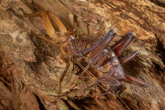 Image of Little Barrier giant weta