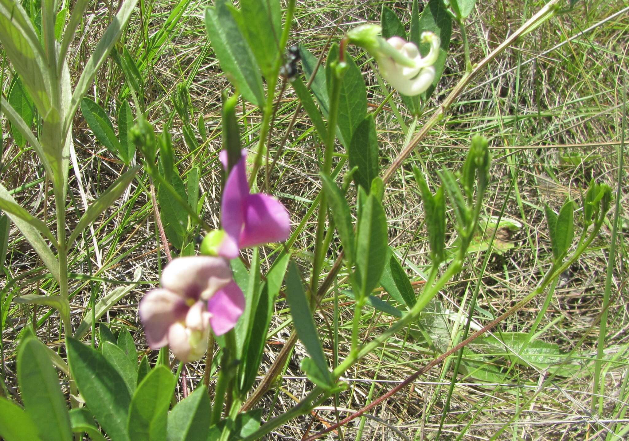 Sphenostylis angustifolia Sond.的圖片