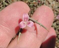 Image of skeletonweed