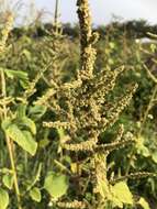 Imagem de Amaranthus viridis L.