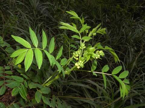 Image de Senna stipulacea (Aiton) H. S. Irwin & Barneby