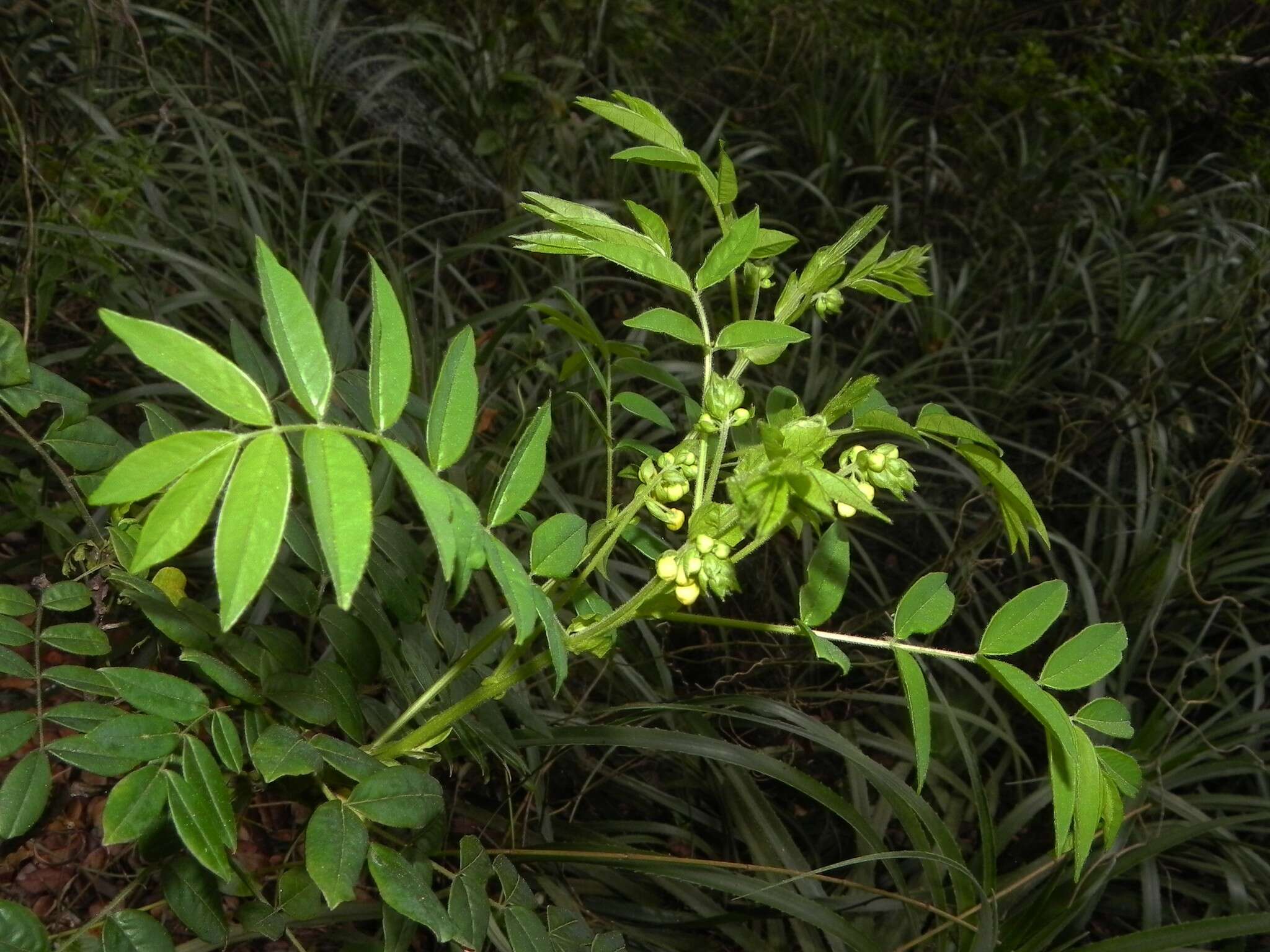 Image of Senna stipulacea (Aiton) H. S. Irwin & Barneby