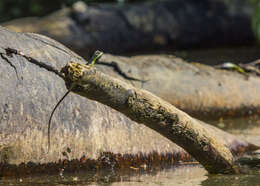 Image of Green Basilisk