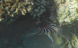 Image of Pterois cincta Rüppell 1838