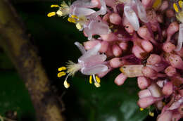 Image of Palisota alboanthera