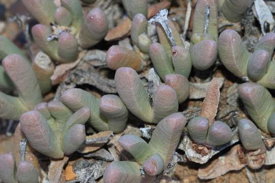 صورة Antegibbaeum fissoides (Haw.) Schwant. ex C. Weber