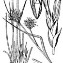 Image of brown beaksedge