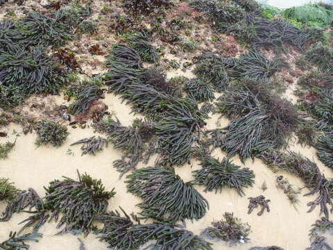 Image of dead man's fingers