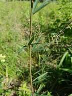 Imagem de Desmodium sessilifolium Torr. & A. Gray