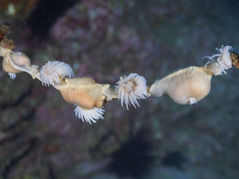 Nemanthus nitidus (Wassilieff 1908) resmi