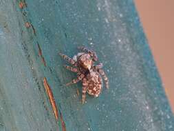 Image of Jumping spider