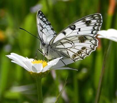 Image of Italian Marbled White