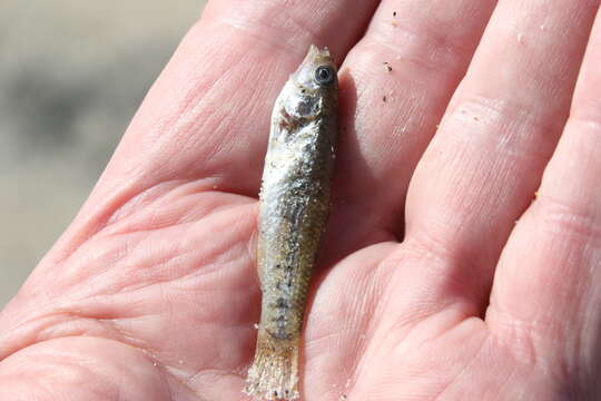 Image of California killifish