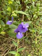 Plancia ëd Achetaria azurea (Linden) V. C. Souza