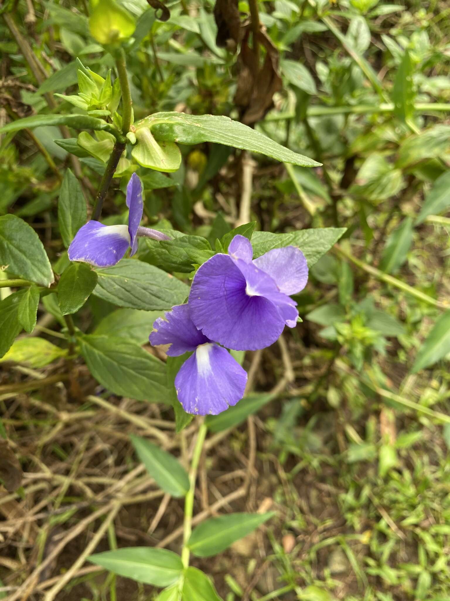 Plancia ëd Achetaria azurea (Linden) V. C. Souza